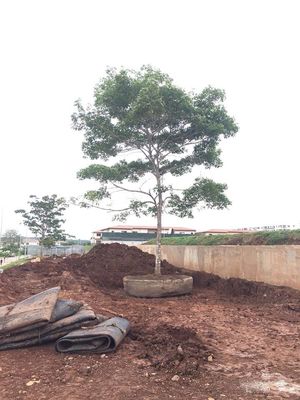 کیفیت کشتی لاستیکی دریایی راه اندازی کیسه هوای خشک اسکله راه اندازی کشتی بلند کردن کارخانه