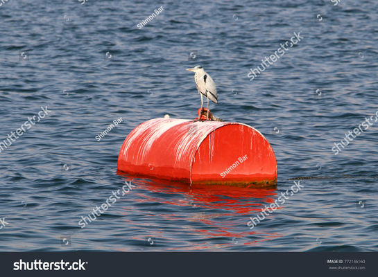 کیفیت فوم پر شده از شناور شناور و فولاد شناور با زنجیر از طریق کارخانه